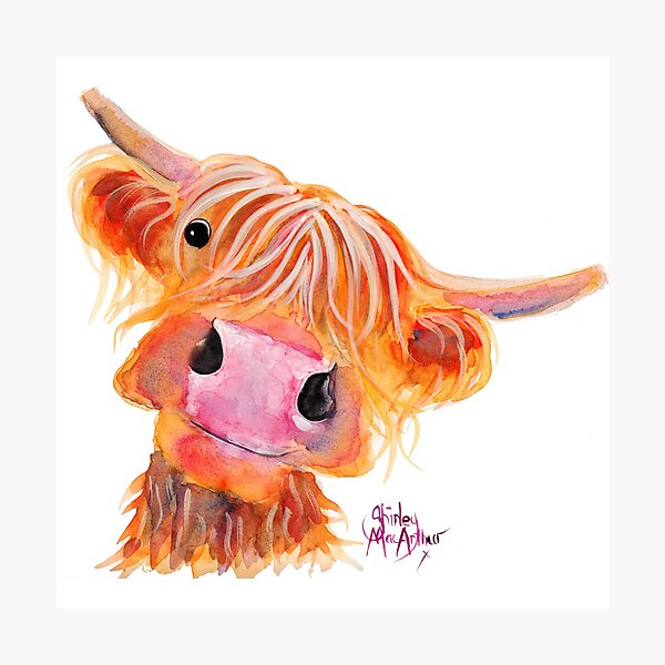 Highland Cow 'NESSIE' from Original Painting by Shirley MacArthur Photographic Print