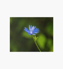 Flower macro Art Board