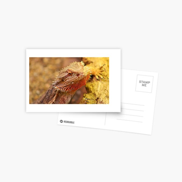 Item preview, Bearded Dragon designed and sold by jdmphotography.