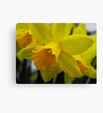Daffodil Canvas Print