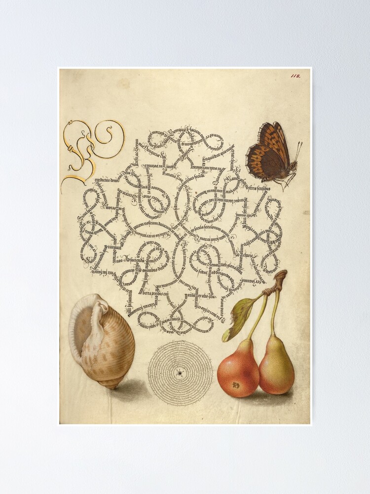 "Butterfly, Mollusk and Pear (15611596) Medieval Illuminated