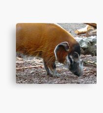 Red Hog Canvas Print