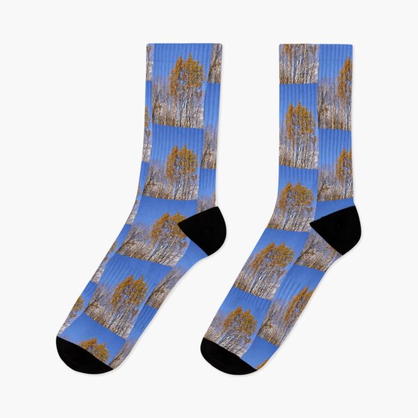 Item preview, Silver Birch Trees in The Mer Bleue nature reserve designed and sold by Shulie1.