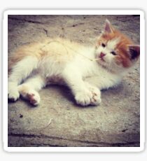 Kittens Sticker
