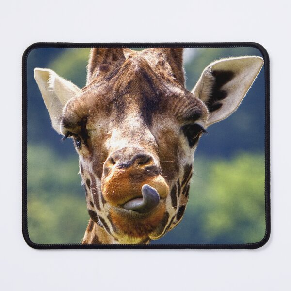 Item preview, Rothschild Giraffe sticking out its tongue designed and sold by Andy Harker.