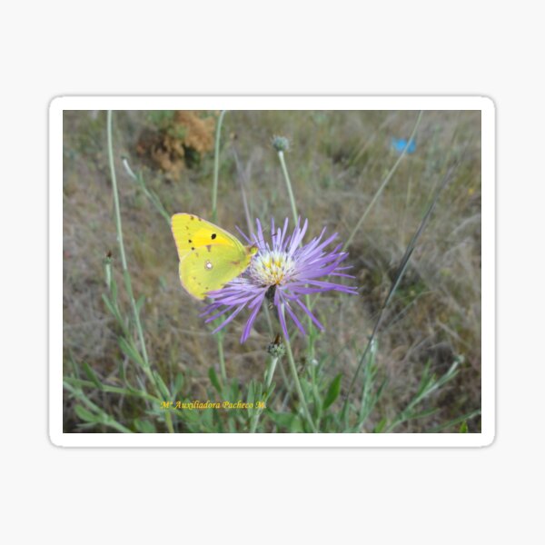 Mariposa amarilla 1 - Yellow butterfly 1 Pegatina