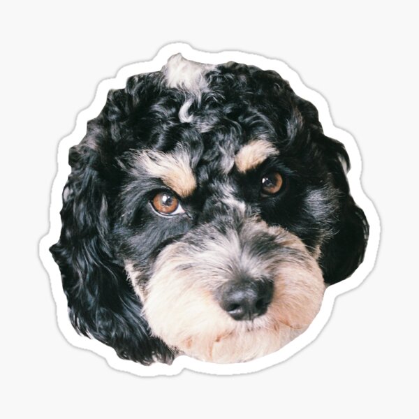 Cockapoo Welpen Geschenke Merchandise Redbubble