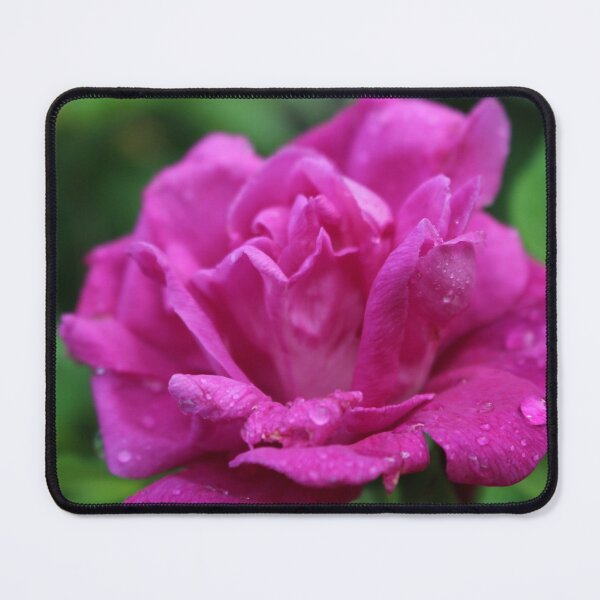 Item preview, Rose Rugosa from the 2021 Garden designed and sold by NorthcastMN.