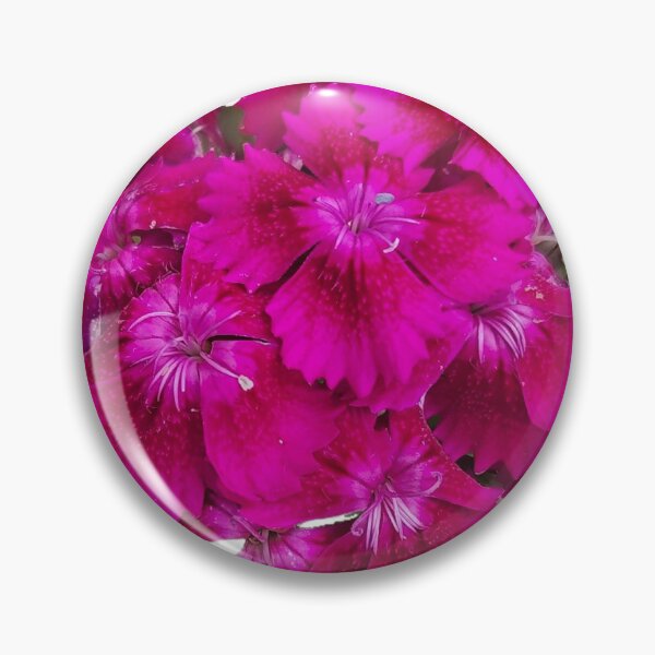 Item preview, Dark pink sweet William  designed and sold by AmandaFaye99.