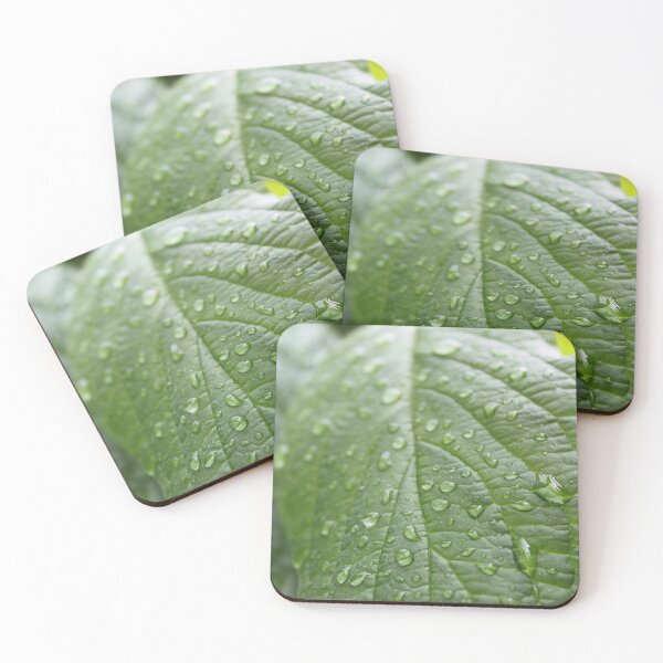 Item preview, rain drops on dogwood green leaf. nature photography. refreshing! designed and sold by naturematters.