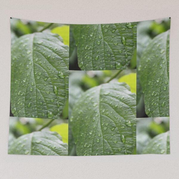Item preview, rain drops on dogwood green leaf. nature photography. refreshing! designed and sold by naturematters.