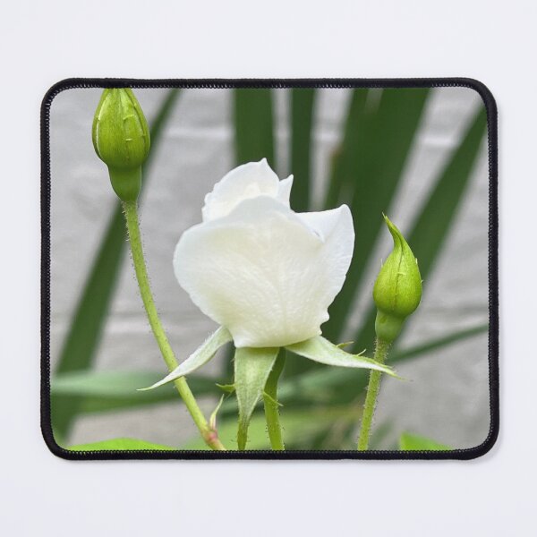 Item preview, White Rose with Fly designed and sold by TherapeuticNest.