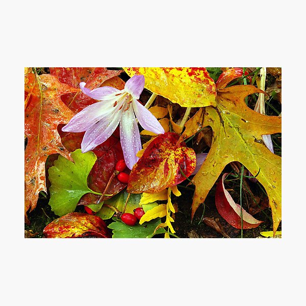 There's Still Life. Photographic Print