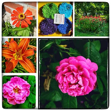 Vorschaubild zum Design Rot Rosa von bobewing