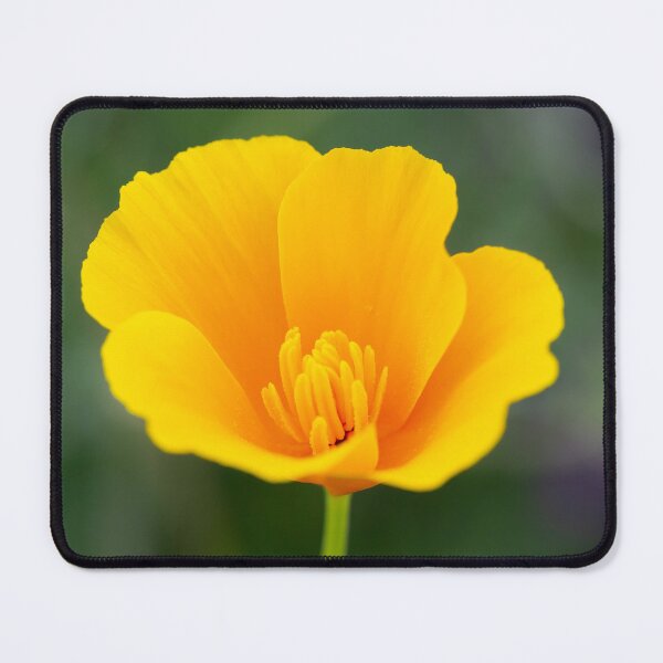 Item preview, Cup Of Gold  designed and sold by Tanya C  Smith.