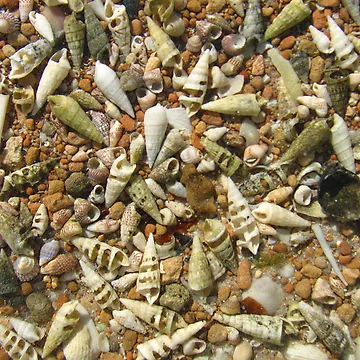 Artwork thumbnail, Shells! Shells! Shells! by Caroline Scott