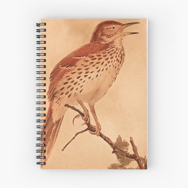 Item preview, Brown Thrasher Calling For Mate designed and sold by laguitan10.