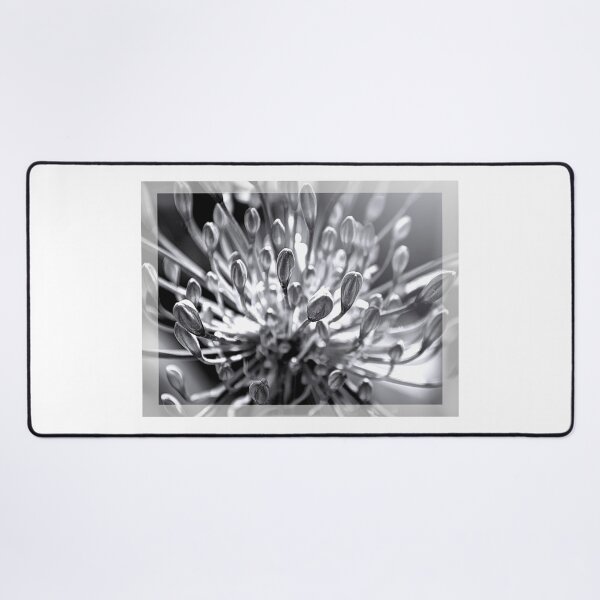 Item preview, Agapanthus in Black and White designed and sold by nbrandsberg.