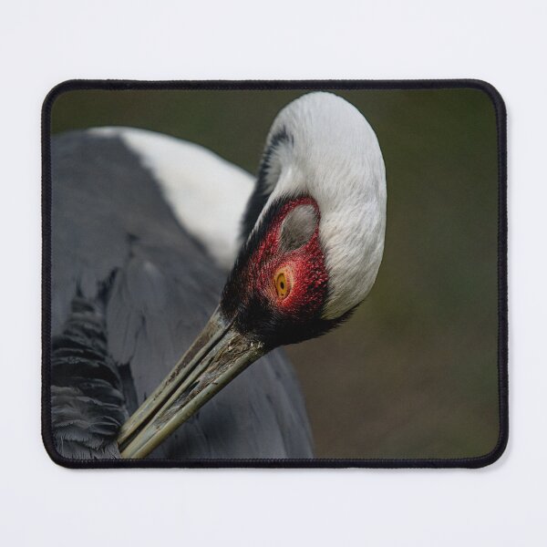 Item preview, bird cleaning designed and sold by thompsong03.