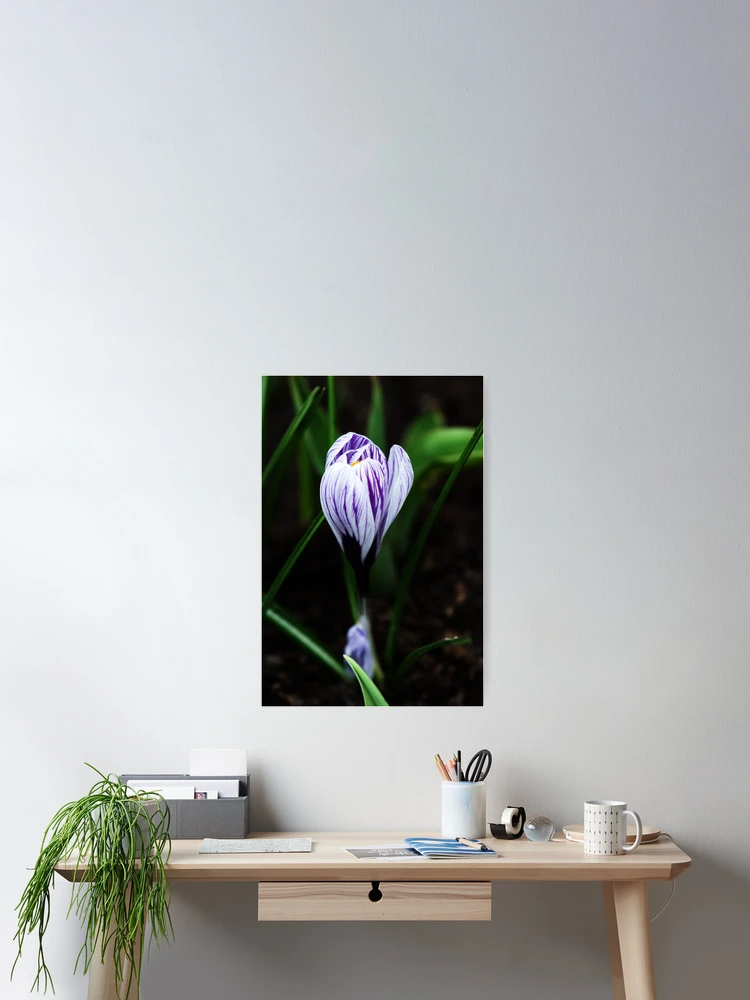 Thumbnail 2 of 3, Poster, Spring Crocus designed and sold by Alison Cornford-Matheson.