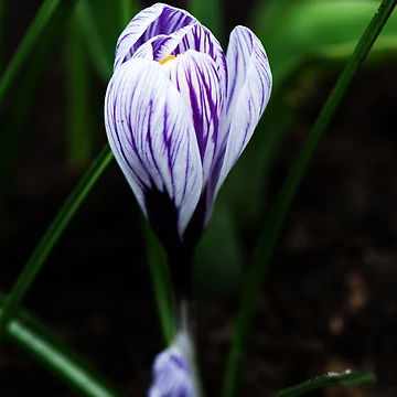 Artwork thumbnail, Spring Crocus by Alison Cornford-Matheson