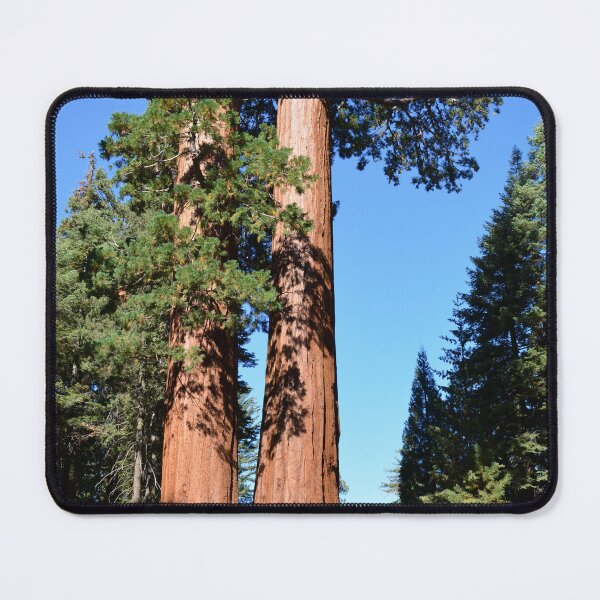 Item preview, Giant sequoia trees in Sequoia National Park designed and sold by naturematters.