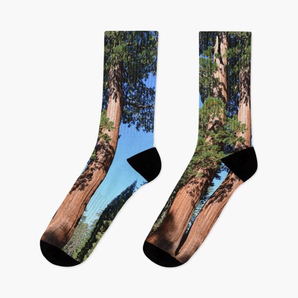 Item preview, Giant sequoia trees in Sequoia National Park designed and sold by naturematters.