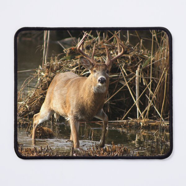 Item preview, Whitetail Buck designed and sold by PaulKPhoto.