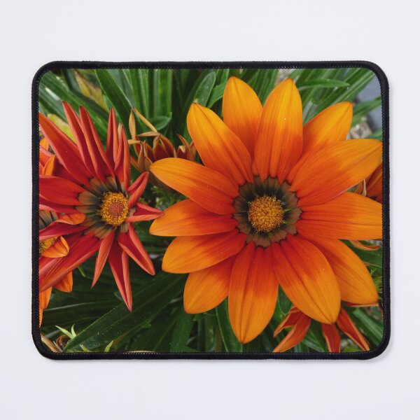 Item preview, Gerbera Cushion designed and sold by ginnymac.