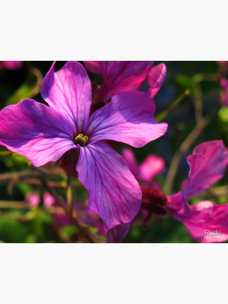 Flower by Ruski