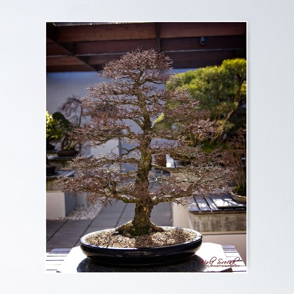 Item preview, Bonsai en el Arboreto Nacional en Canberra / ACT / Australia (1) designed and sold by Wolf Sverak Photography.