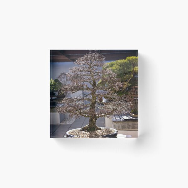 Item preview, Bonsai at the National Arboretum in Canberra/ACT/Australia (1) designed and sold by Wolf Sverak Photography.