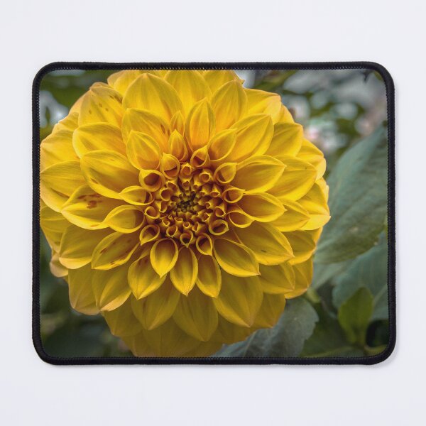 Item preview, Yellow Dahlia in full bloom designed and sold by Steven Jodoin.