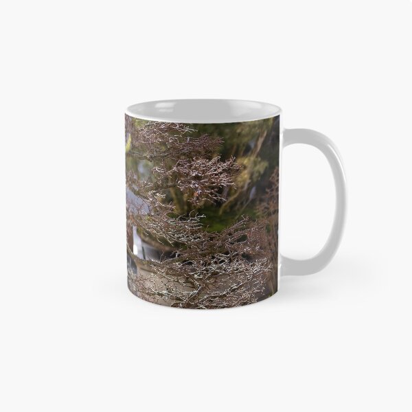 Item preview, Bonsai at the National Arboretum in Canberra/ACT/Australia (1) designed and sold by Wolf Sverak Photography.