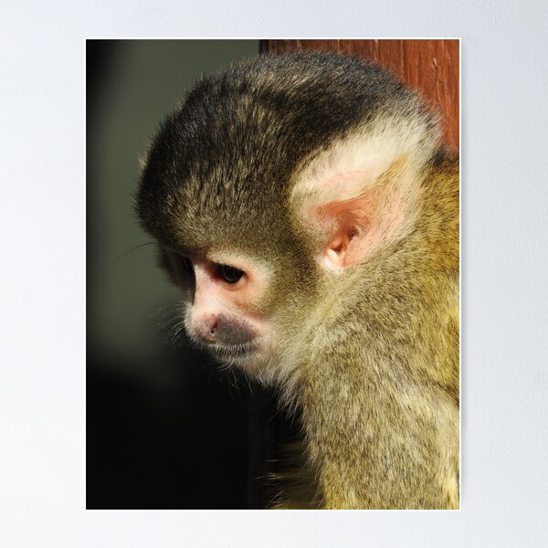 Item preview, Squirrel Monkey designed and sold by kirstybush.