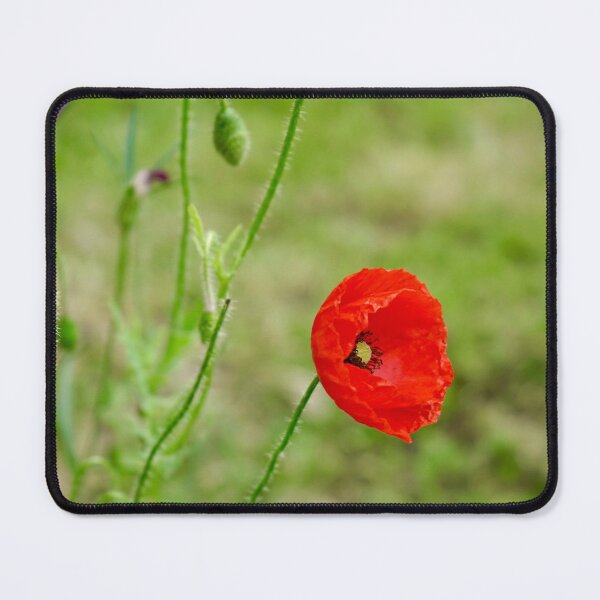 Item preview, Red poppy designed and sold by serenity-photos.