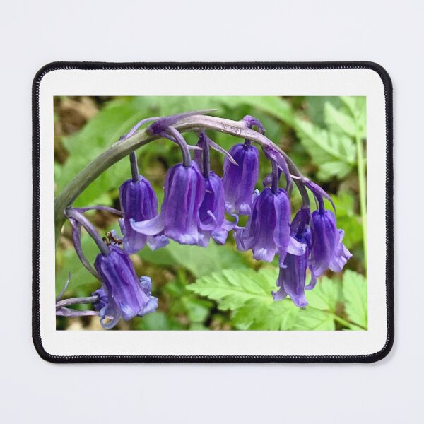 Item preview, Bluebells  designed and sold by serenity-photos.