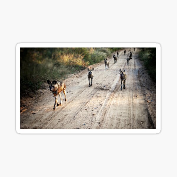 Item preview, Wild Dogs designed and sold by PipsyJ Photography.