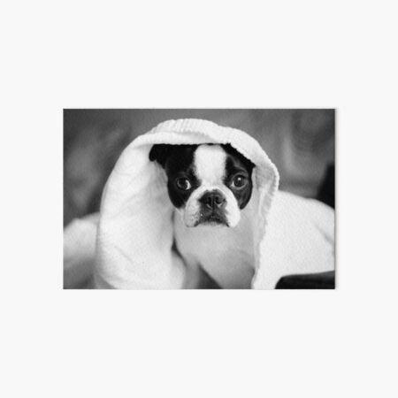 Item preview, Black and White BostonTerrier Puppy designed and sold by Julie7526.