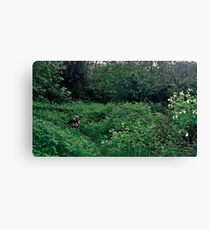 Secluded Canvas Print