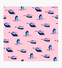 Kingfishers No.2 Photographic Print