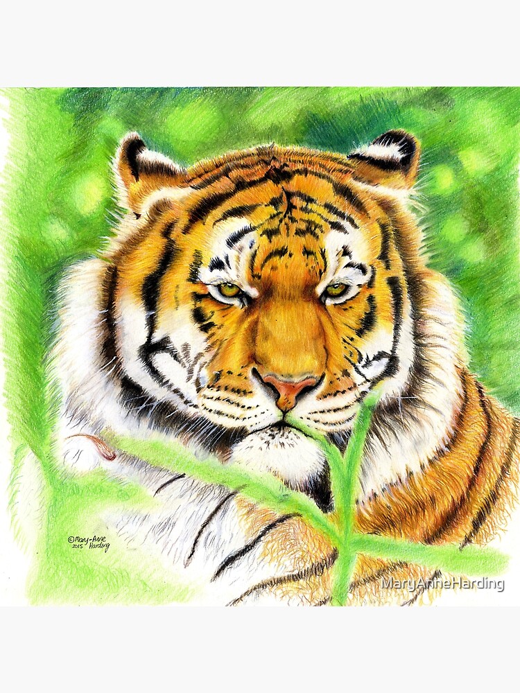 Color Portrait Realistic Tiger Isolated On Stock Illustration 1548127823 |  Shutterstock