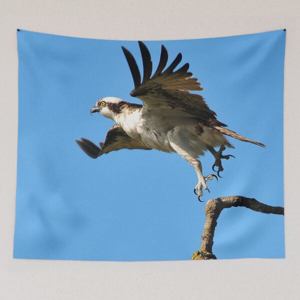 Item preview, WILD OSPREY designed and sold by RoseMarie747.