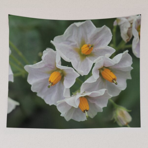 Item preview, The unexpected beauty of the potato flower designed and sold by cuprum.