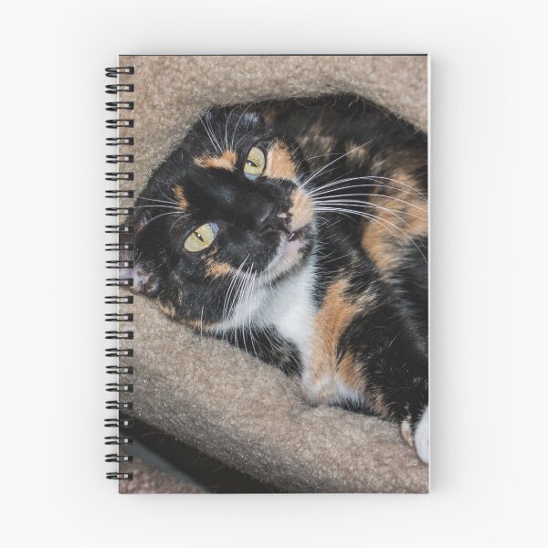 Item preview, Taffy loves her kitty condo designed and sold by Art in Nature.