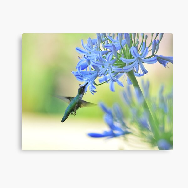 Hummingbirds love blue, too!! Metal Print