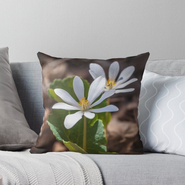 Item preview, Bloodroot designed and sold by PhotosByHealy.