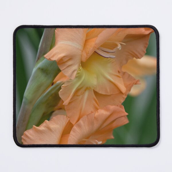 Item preview, Gladiolus Pretty Peachy designed and sold by Becky Titus.