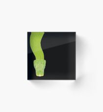 Australian Aboriginal Art - Green Tree Python Acrylic Block