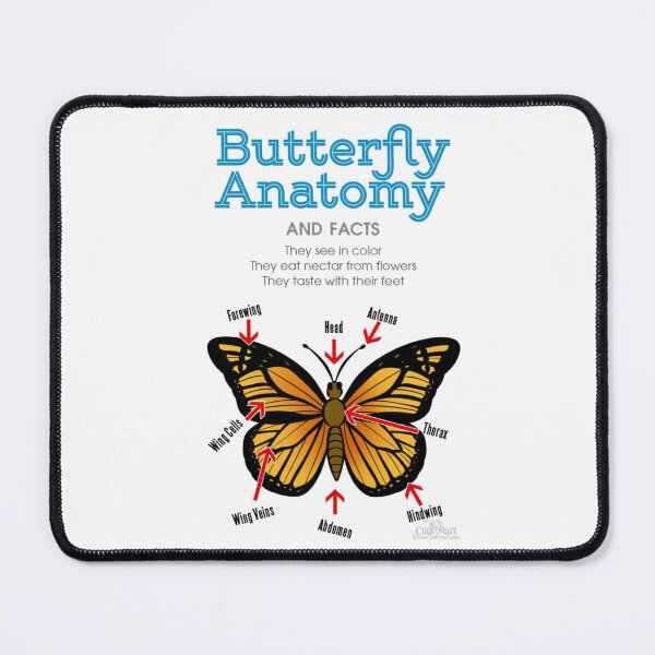 Item preview, Butterfly Anatomy designed and sold by kaylacraft3.